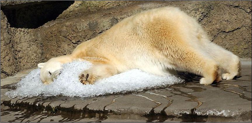 Il y en a un qui doit s'ennuyer ce soir au grand Nord ! Ours-polaire-dormir