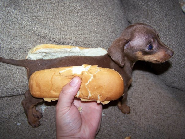 hot dog Photo-animaux