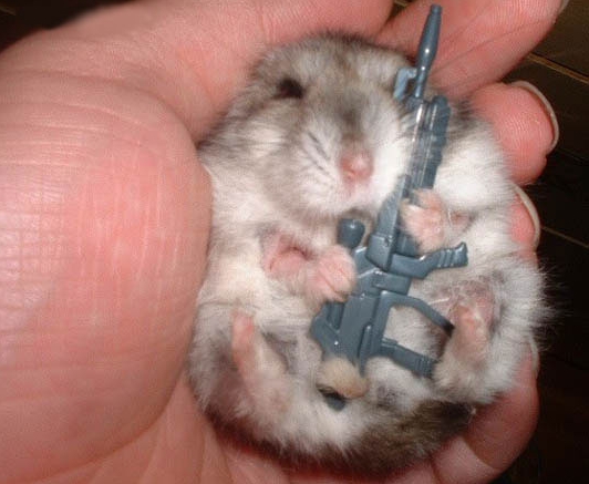 Qui veut rigoler ?c'est ici - Page 2 Hamster-fusil