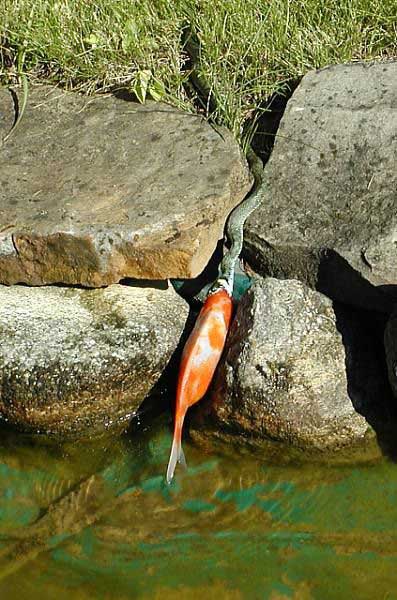 اغرب صور الافاعي Nourrir-serpent