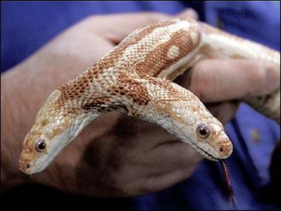 Vidéo : Pogona à deux têtes Record-serpent