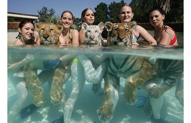 un site animal Femmes-tigres