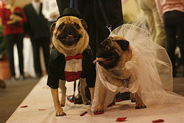 Ils se marient !!! Mariage-chiens