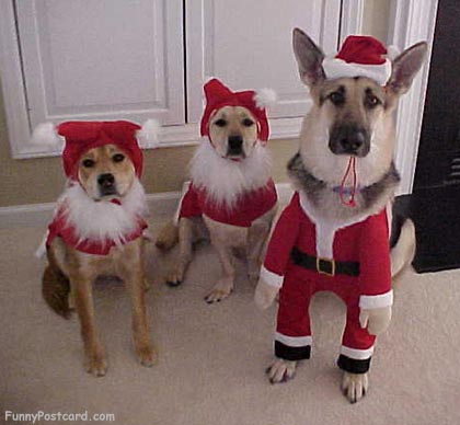 humour de chiens Chien-noel