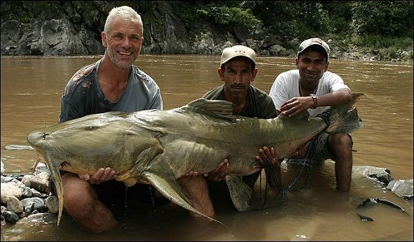 Le "Goonch", Bagarius Yarrelli" Poisson-mutant