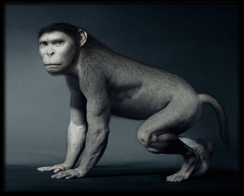 Les animaux dénaturés Evolution-singe