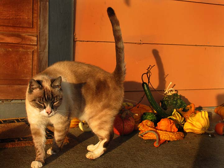 أنواع القطط مع المعلومات و الصور Eleanor-Thomas-Sams-Cat