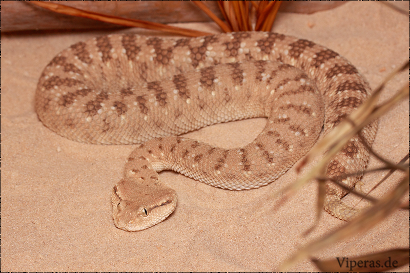 Cerastes g. gasperettii Cerastes-gasperettii-gasperettii