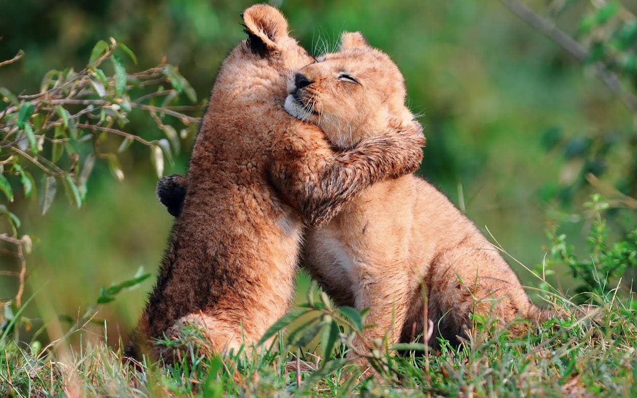 CACHORROS Y ANIMALES - Página 7 Baby-lions-hug-abrazo-de-leones-amor-de-animales-