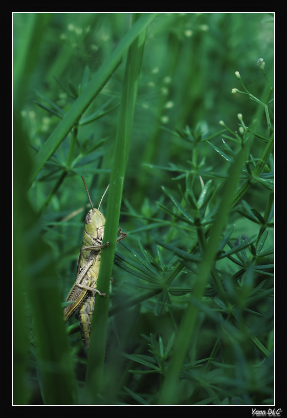 Lumix Day Rhone Alpes, les photos - Page 4 PhotoD35