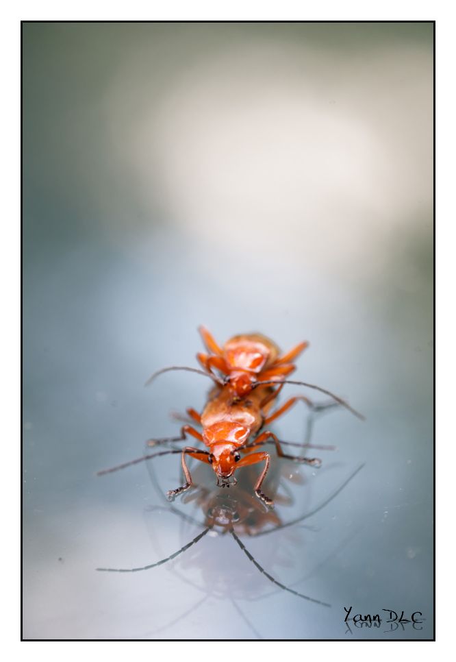 Les crevettes de bidulon ont souillé ma voiture (-18 ans) Bidulon