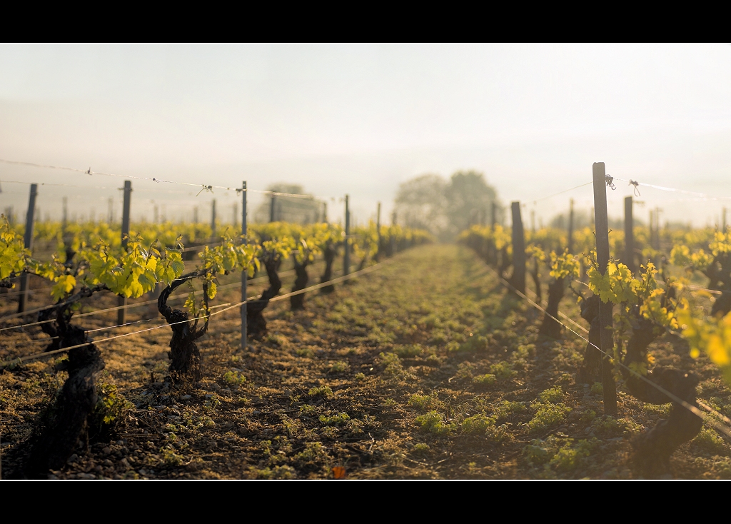 POTD Non Lumix 5 Mai 2014   Vigne-froid%20%20(2)