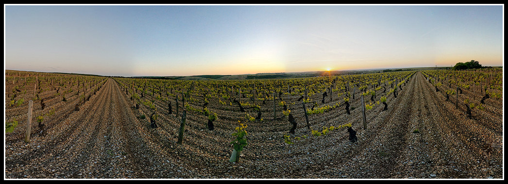 [360] Coucher dans les vignes Vigne-p