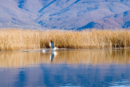 Liqeni i Prespës, thesari i tre shteteve Lake_prespa_540_362