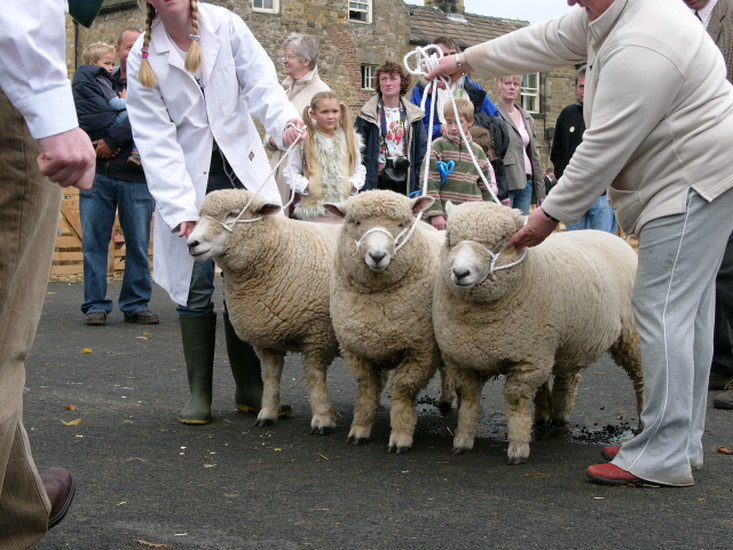 Contre le Masham Sheep Fair! Judging-at-Masham-Sheep-Fair