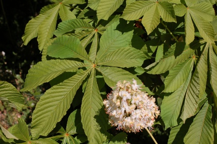 [Alimentation] La chataigne - Page 2 Med-Visoflora-feuille-du-marronnier-d-inde-301