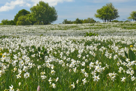 Champ de narcisses.