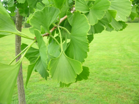 Le ginkgo biloba, "L'arbre aux quarante écus" et/ou " L'arbre aux milles écus" Med-ginkgo-biloba-visoflora-3394