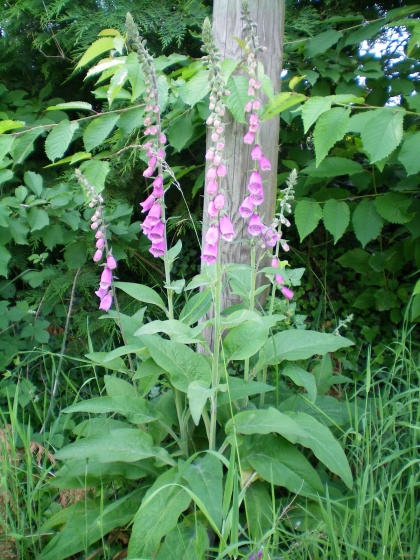 Filets de consoude (sole végétale) Med-groupe-de-digitales-pourpres-digitalis-purpurea-visoflora-4248