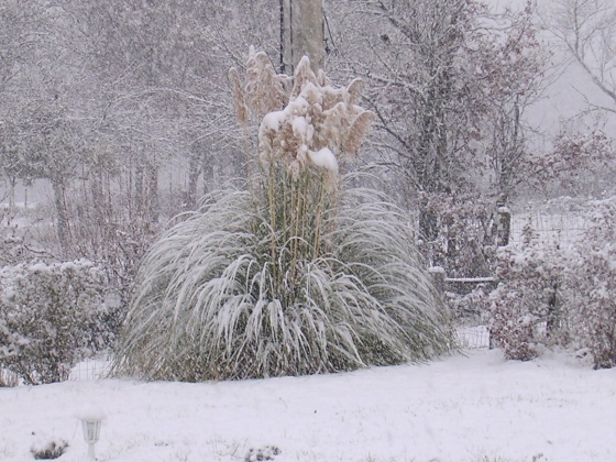 Mercredi  des cendres ;Allez vous faire le carême ?, Med-hiver-en-auvergne-visoflora-45622