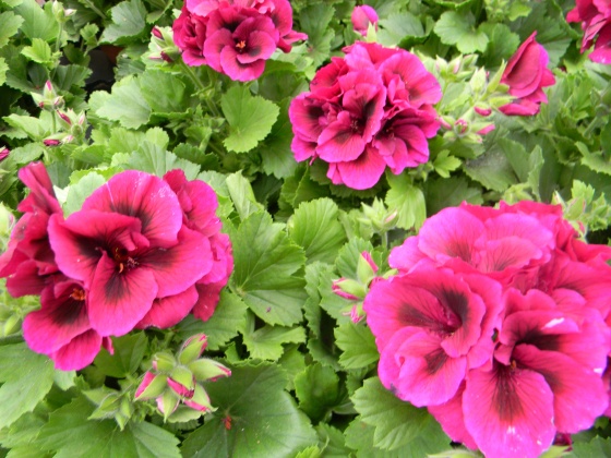 Gare au tigre ! Med-pelargonium-grandiflorum-visoflora-50066