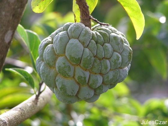 UN FRUIT OU UN LEGUME ? Med-pomme-cannelle-visoflora-8736