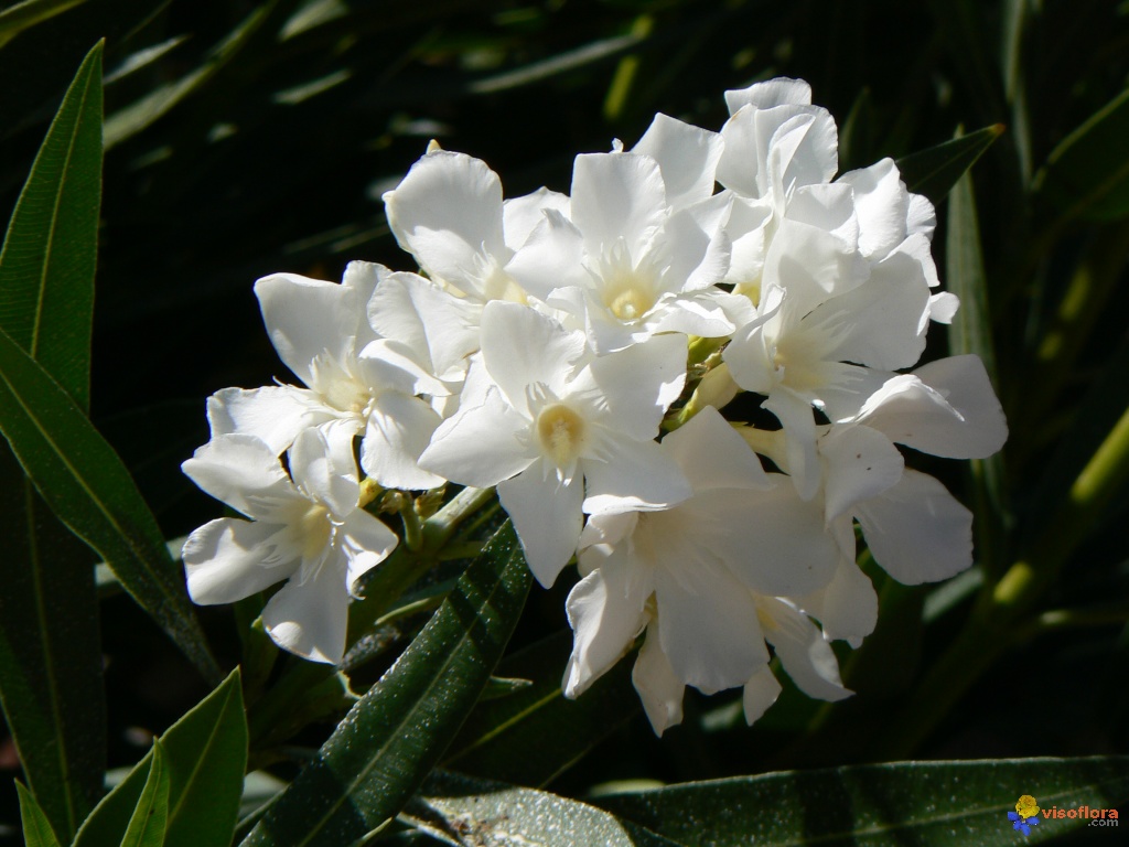 جمالية الزهور البيضاء  Visoflora-fleurs-du-laurier-blanc-1137