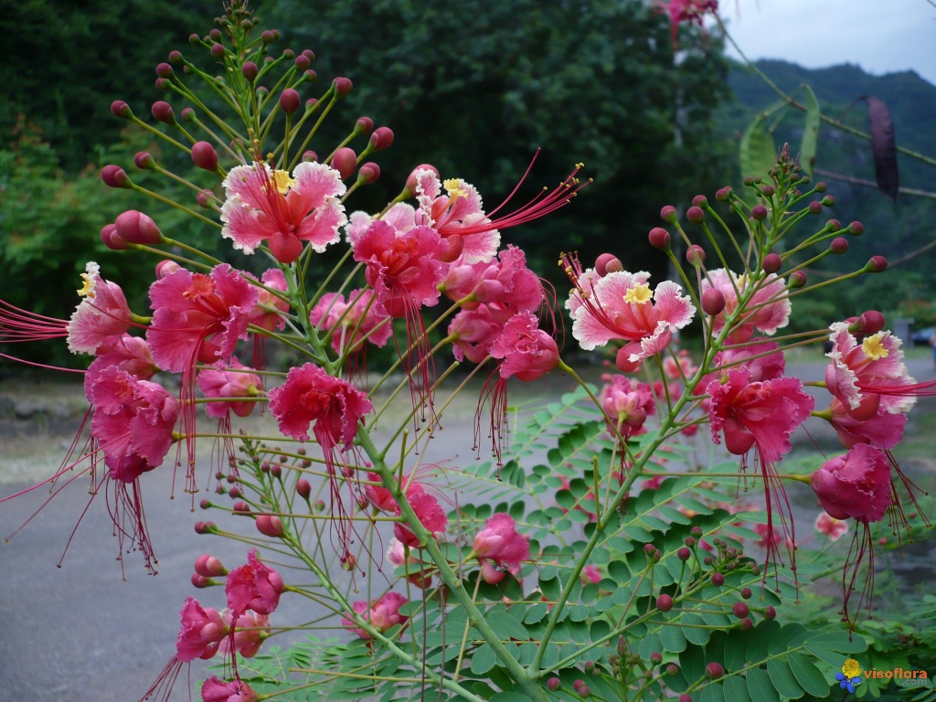 Fleur Martine 30/07/2015 - Trouvée par Ajonc Caesalpinia-pulcherrima-visoflora-2661