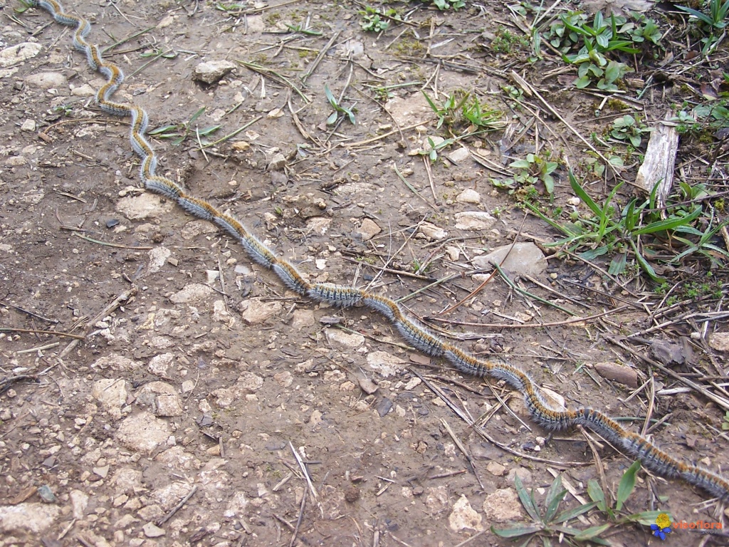 chenilles procéssionnaire Chenilles-processionnaires-du-pin-visoflora-30163