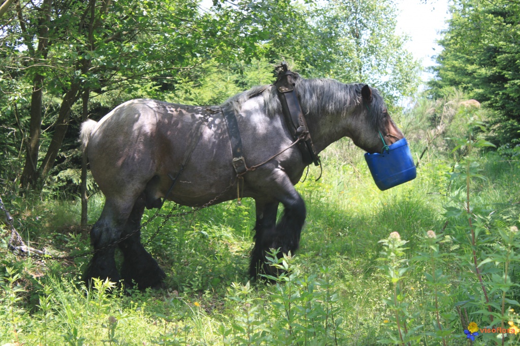 La France, pays le plus visité au monde en 2013 Cheval-de-trait-ardennais-visoflora-59465