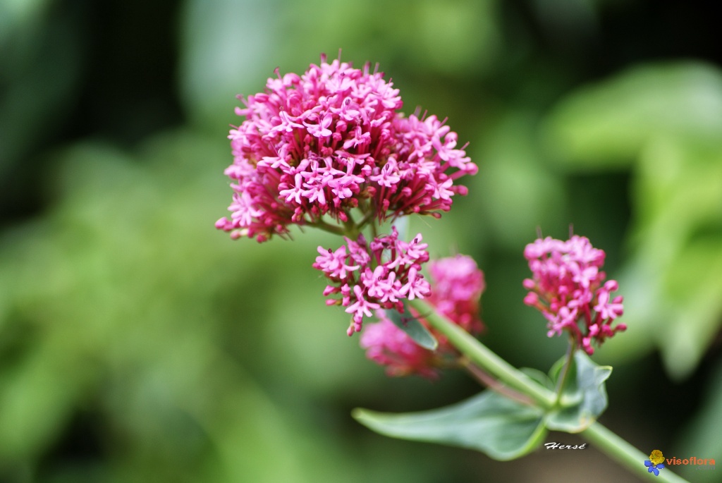 la fleur de Martin du 6 Juillet trouvée par Blucat Fleur-de-valeriane-rouge-centranthus-ruber-visoflora-57439