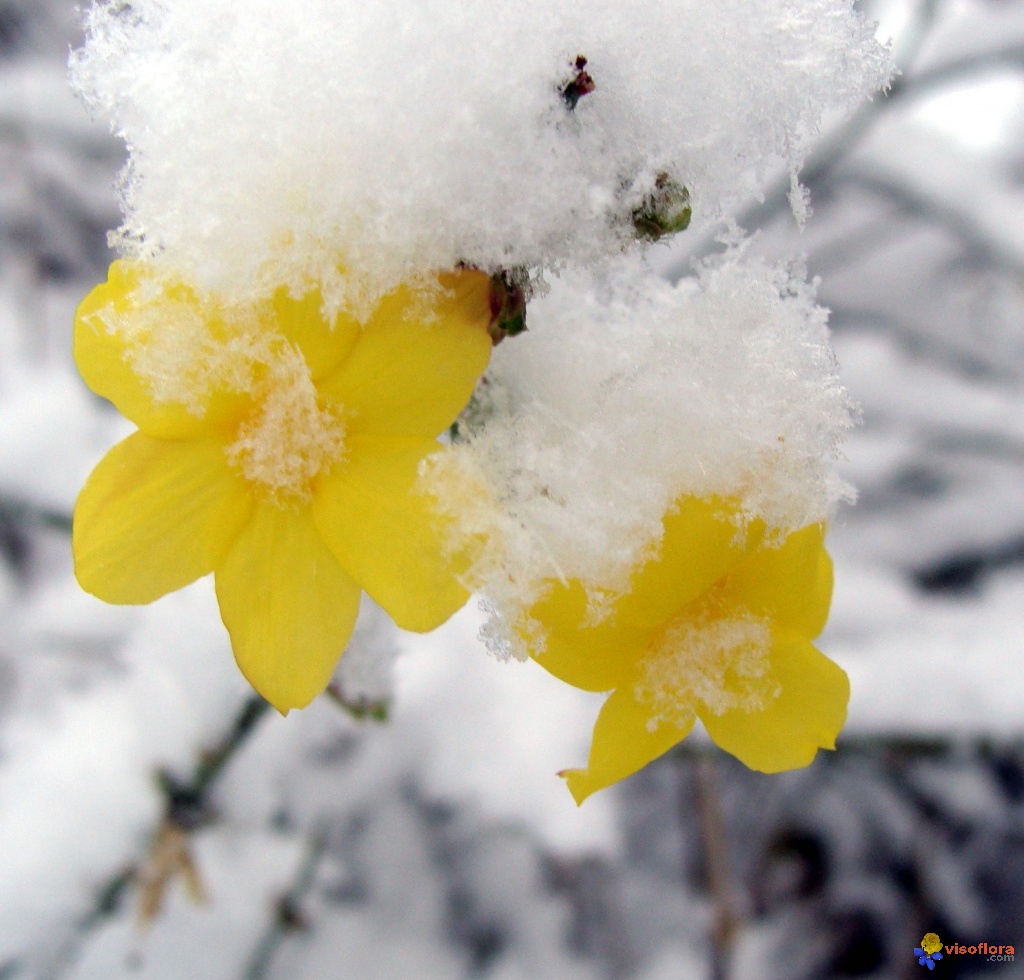 Beauté de l'hiver Jasmin-d-hiver-visoflora-21741