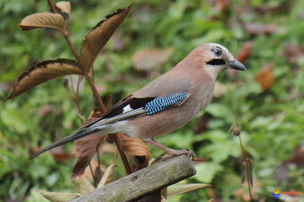 l'oiseau de Martin du 27 Juillet trouvé par Blucat Oiseau-geai-des-chenes-visoflora-86658