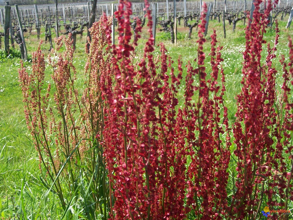 Quelques plantes de par chez nous... Oseille-sauvage-visoflora-2151