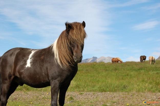 c'est quelle race ? (cheval) - Page 2 Med-visoterra-chevaux-islandais-2799