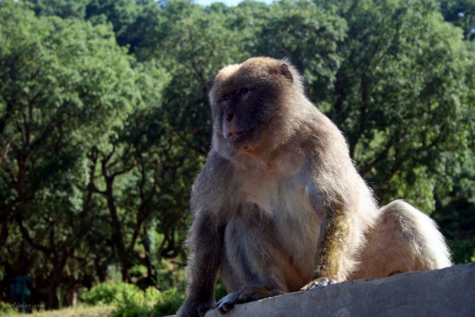 زيامة في صور ziama in pictures Sur-la-route-de-jijel-visoterra-29196