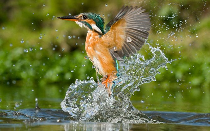 Martín pescador Martin-pescador-agua