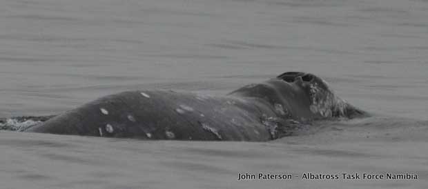 Seguimiento de animales muertos y o migracion de forma masiva , ahora  a NIVEL MUNDIAL!!!! - Página 13 Ballena-gris-sur-ecuador-namibia