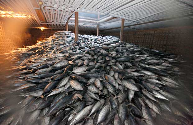 Calentamiento, acidificación y contaminación: las principales amenazas al océano Peces-bodega-barco-chino