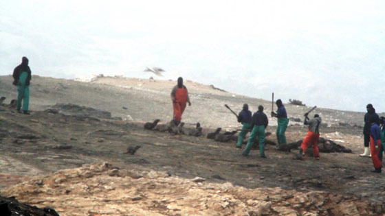 MORTANDAD DE ANIMALES 2013 - Página 10 Matanza-focas-namibia-2