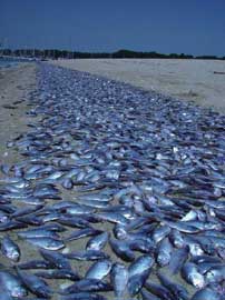 ¿Creará el Calentamiento Global zonas "permanentemente" muertas en el océano? Zonas-muertas-oceano-peces