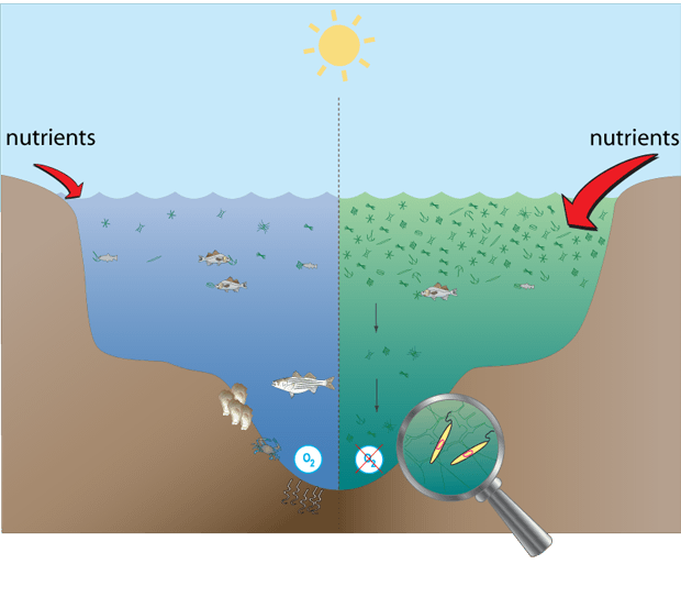 ¿Creará el Calentamiento Global zonas "permanentemente" muertas en el océano? Zonas-muertas-oceanos-comparacin