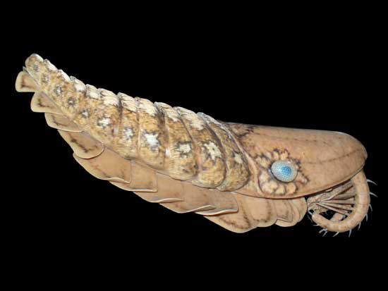 'Extrañas gambas' gigantes habitaron la Tierra hace 480 millones de años Laggania-cambria-anomalocaridido