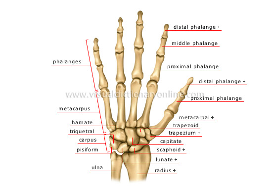 Wajter raport - Page 38 Hand