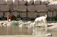  حيوانات الاردنJordan - Animals Jordan_14_4mini