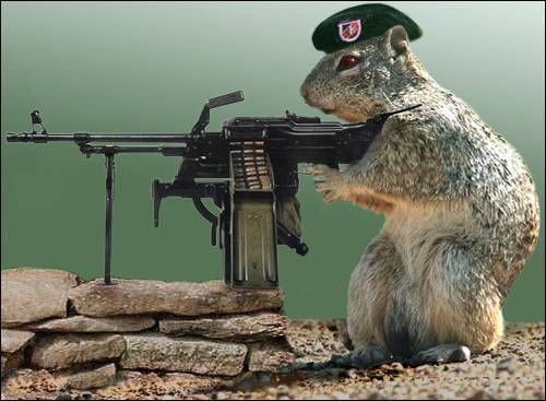 Funny Pics Armrodent