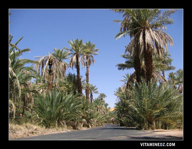 Bienvenues aux "Saouras" Bechar vous ouvre les portes 02-548-la-palmeraie-de-bakhti-taghit