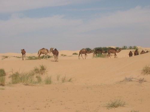 البهجة وردة الجنوب 02-10665-le-desert-de-touggourt