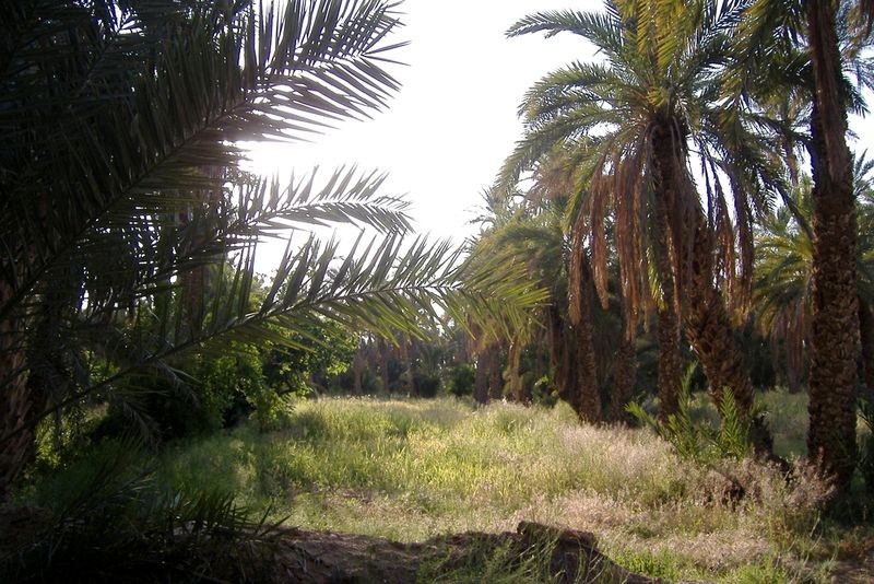 لمن يريد التعرف على الولاية الرائعة والجميلة بسكرة 13482-dans-la-palmeraie-de-biskra