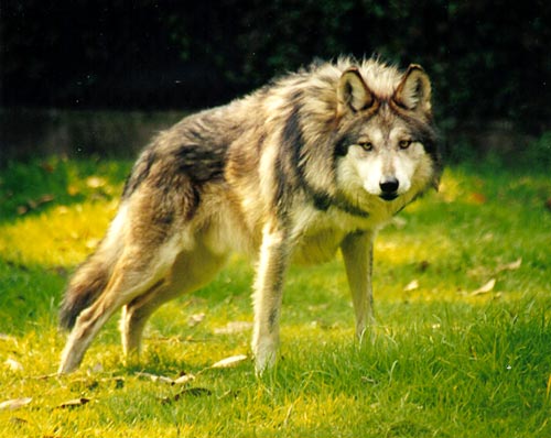 Bekijk een karakter blad Canis_lupus_baileyi